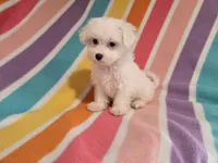 Maltese , a female Maltese for sale in Buffalo, NY – 3 of 4