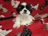 Shihtzu /Maltese mix, a male Maltese and Shih Tzu for sale in Buffalo, NY – 1 of 4