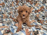 Cavapoo, a male Cavapoo and Poodle - Miniature  for sale in Buffalo, NY – 2 of 4