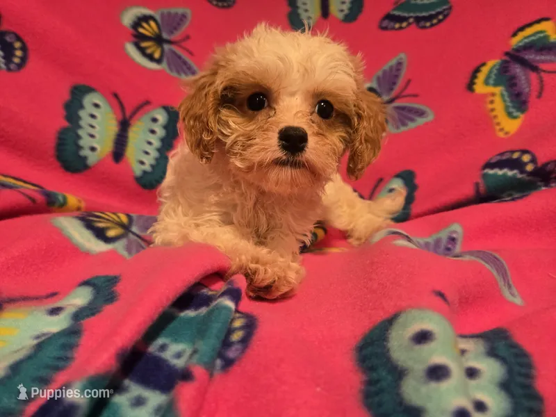 Cavapoo – Cavapoo puppy for sale in Buffalo, NY