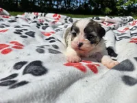 Bichon /Shih tzu , a male Bichon Frise and Shih Tzu for sale in Buffalo, NY – 5 of 5