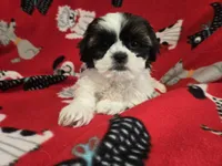 Shihtzu /Maltese mix, a male Maltese and Shih Tzu for sale in Buffalo, NY – 2 of 4