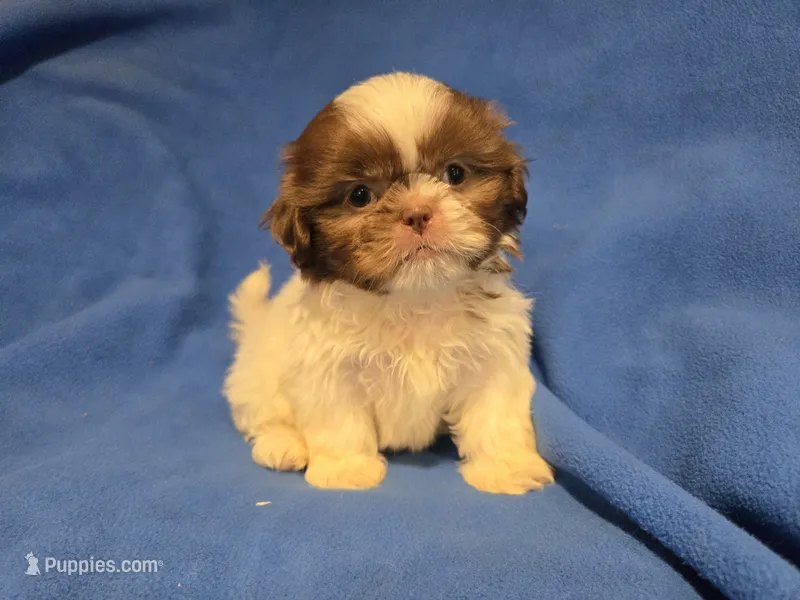 Shihtzu  – Shih Tzu puppy for sale in Buffalo, NY