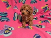 Cavapoo, a female Cavapoo and Poodle - Miniature  for sale in Buffalo, NY – 2 of 4