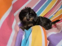 Cockapoo, a female Cockapoo for sale in Buffalo, NY – 3 of 4