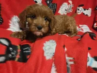 Cavapoo, a male Cavapoo for sale in Buffalo, NY – 3 of 5
