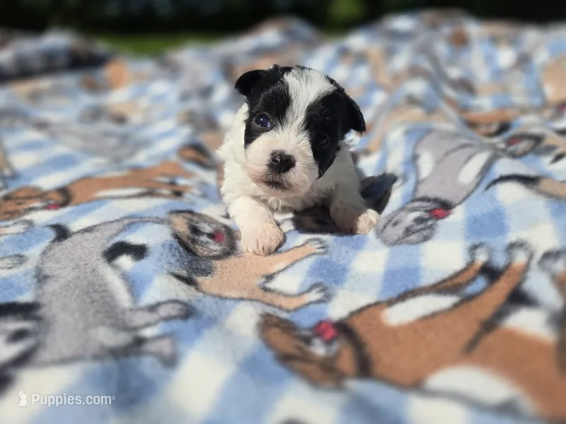Shihpoo /Maltese  – Shihpoo, Maltese puppy for sale in Buffalo, NY