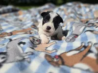 Shihpoo /Maltese , a male Shihpoo and Maltese for sale in Buffalo, NY – 1 of 3
