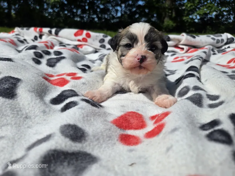 Bichon /Shih tzu  – Bichon Frise, Shih Tzu puppy for sale in Buffalo, NY