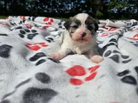 Bichon /Shih tzu , a male Bichon Frise and Shih Tzu for sale in Buffalo, NY – 1 of 5