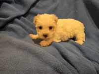 Morkie, a male Maltese and Yorkshire Terrier for sale in Buffalo, NY – 4 of 4