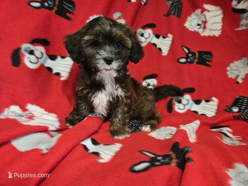 Shihpoo – Shihpoo puppy for sale in Buffalo, NY