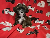 Shihpoo, a male Shihpoo for sale in Buffalo, NY – 1 of 5