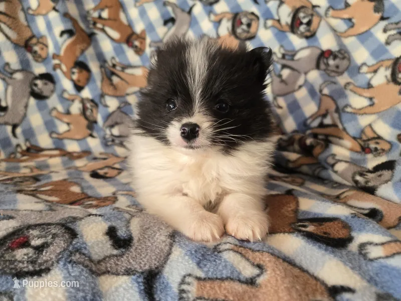 Pomeranian  – Pomeranian puppy for sale in Buffalo, NY