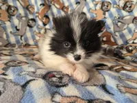 Pomeranian , a male Pomeranian for sale in Buffalo, NY – Photo 4 of 5