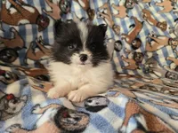 Pomeranian , a male Pomeranian for sale in Buffalo, NY – Photo 3 of 5