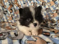 Pomeranian , a male Pomeranian for sale in Buffalo, NY – Photo 2 of 5