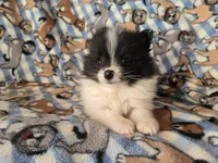 Pomeranian , a male Pomeranian for sale in Buffalo, NY – Photo 5 of 5