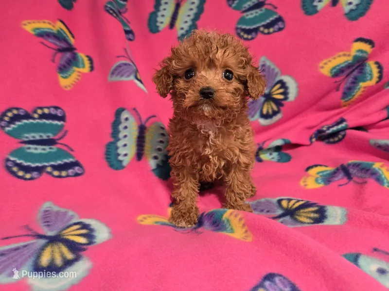 Cavapoo – Cavapoo, Poodle - Miniature  puppy for sale in Buffalo, NY