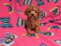 Cavapoo, a female Cavapoo and Poodle - Miniature  for sale in Buffalo, NY – 1 of 4