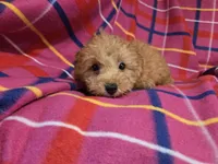 Yorkie poo, a female Yorkipoo for sale in Buffalo, NY – 2 of 4