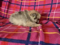 Pomeranian , a male Pomeranian for sale in Buffalo, NY – 4 of 4