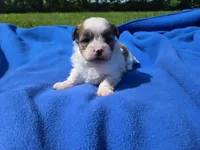 Bichon /Shih tzu , a male Bichon Frise and Shih Tzu for sale in Buffalo, NY – 3 of 4