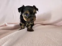 Yorkie Terrier, a female Yorkshire Terrier for sale in Buffalo, NY – 4 of 4