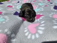 Mini Dachshund, a female Miniature Dachshund for sale in Buffalo, NY – 2 of 4