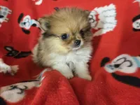 Pomeranian , a male Pomeranian for sale in Buffalo, NY – 4 of 5