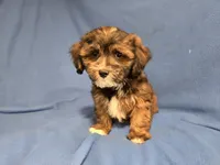 Shihpoo, a male Shihpoo for sale in Buffalo, NY – 4 of 4