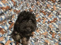 Cockapoo, a male Cockapoo for sale in Buffalo, NY – 4 of 4