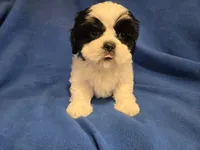 Shihtzu /Maltese mix, a male Maltese and Shih Tzu for sale in Buffalo, NY – 3 of 4
