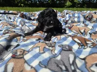 Cockapoo, a male Cockapoo for sale in Buffalo, NY – 4 of 4