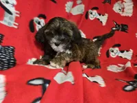 Shihpoo, a male Shihpoo for sale in Buffalo, NY – 2 of 5