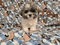 Shihtzu/Maltese , a male Maltese and Shih Tzu for sale in Buffalo, NY – 5 of 6