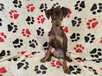 Mini Pinscher, a male Miniature Pinscher for sale in Buffalo, NY – 3 of 4