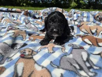 Cockapoo, a male Cockapoo for sale in Buffalo, NY – 2 of 4