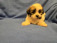 Maltese / Terrier, a male Maltese for sale in Buffalo, NY – 2 of 4
