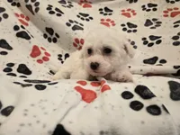 processed/7f459de2-3cf1-4a3f-8e8a-6ad81be9533d/listing/8375bc82-8021-45b6-89e0-0e6ac22399db/8b2aa109-06a5-4dae-951b-c7c4ad060c76