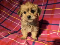 Yorkie /Havanese , a female Havanese and Yorkshire Terrier for sale in Buffalo, NY – Photo 3 of 5