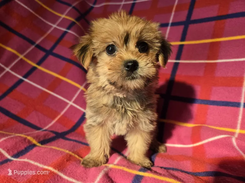 Yorkie /Havanese 