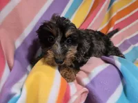 Cockapoo, a female Cockapoo for sale in Buffalo, NY – 4 of 4