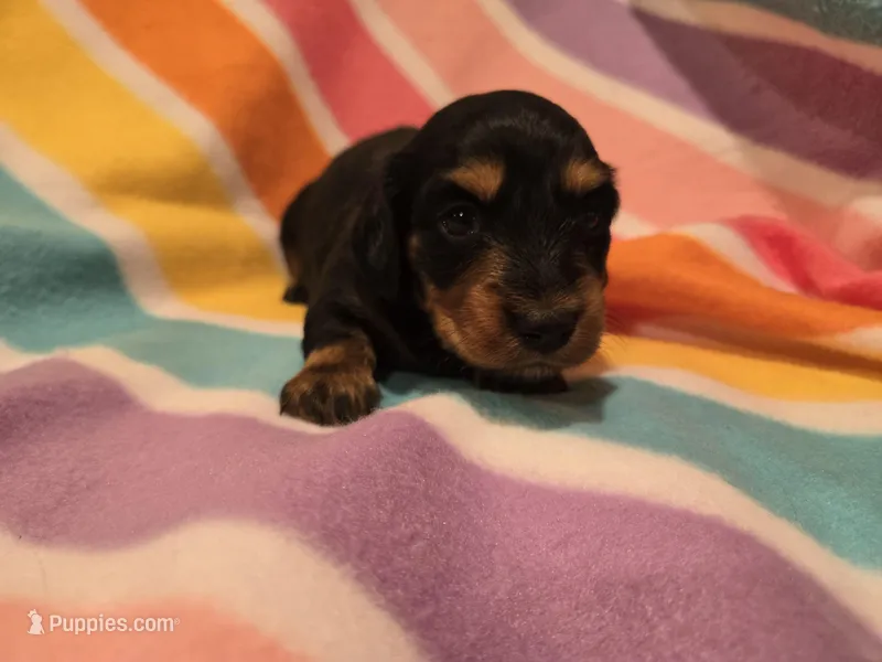 Mini Dachshund – Miniature Dachshund puppy for sale in Buffalo, NY