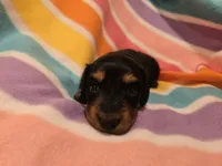 Mini Dachshund, a female Miniature Dachshund for sale in Buffalo, NY – Photo 4 of 5