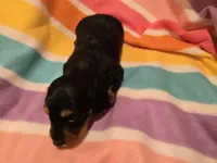 Mini Dachshund, a female Miniature Dachshund for sale in Buffalo, NY – Photo 5 of 5