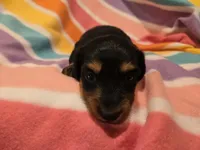 Mini Dachshund, a female Miniature Dachshund for sale in Buffalo, NY – Photo 3 of 5