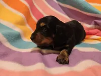 Mini Dachshund, a female Miniature Dachshund for sale in Buffalo, NY – Photo 2 of 5