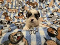 Shihtzu /Bichon, a male Bichon Frise and Shih Tzu for sale in Buffalo, NY – 3 of 4