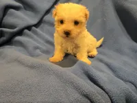 Morkie, a male Maltese and Yorkshire Terrier for sale in Buffalo, NY – 2 of 4